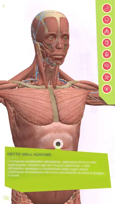 Play Anatomia Super as an online game Anatomia Super with UptoPlay