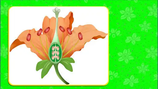 Play Anatomi Bunga as an online game Anatomi Bunga with UptoPlay