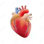 Free play online Anatomie du Coeur APK Free play online Anatomie du Coeur APK
