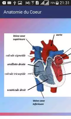 Play Anatomie du Coeur