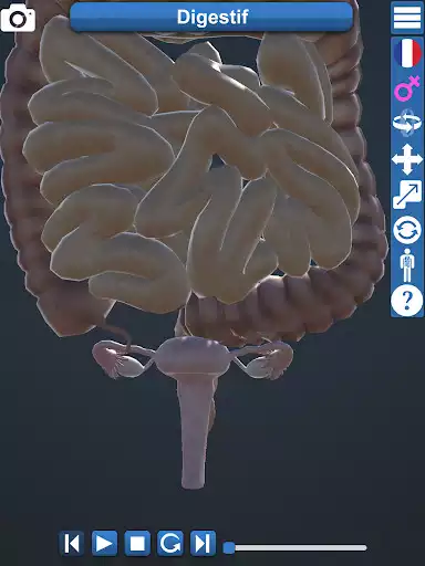 Play Anatomy 3D