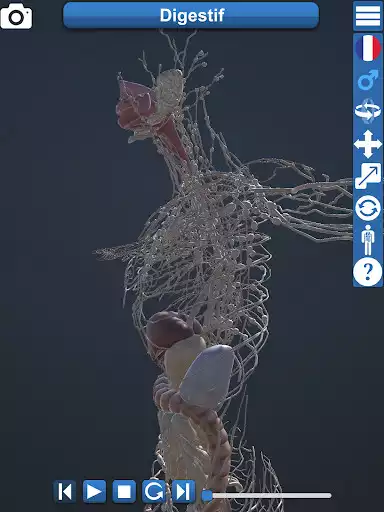 Play Anatomy 3D