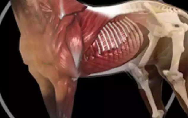 Play Anatomy 3D