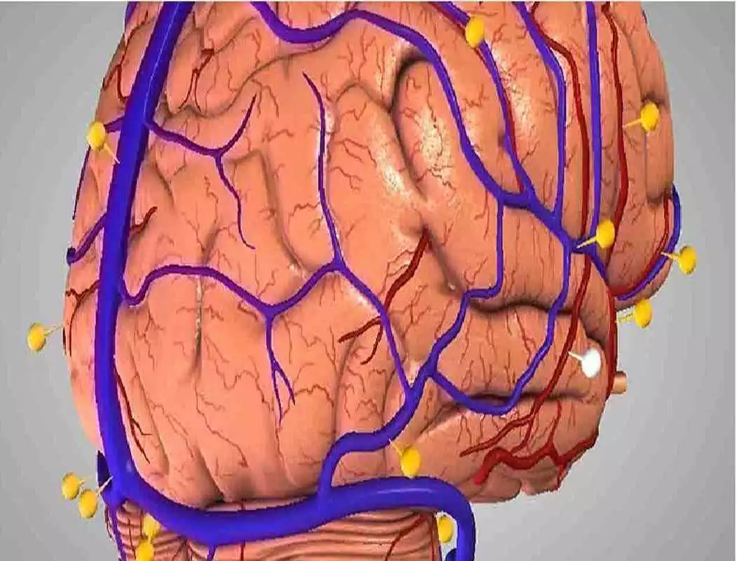 Play Anatomy 3D