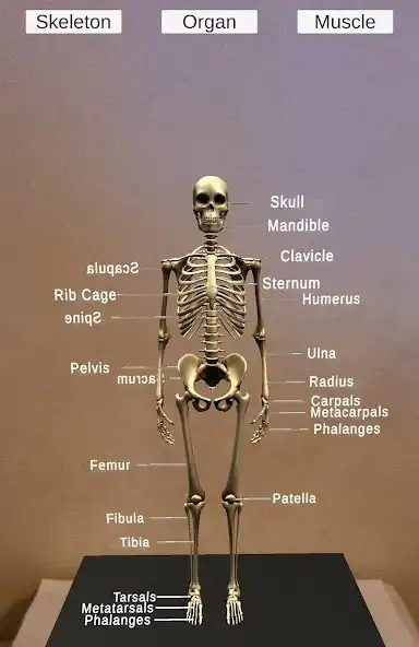 Play Anatomy AR Visuals as an online game Anatomy AR Visuals with UptoPlay
