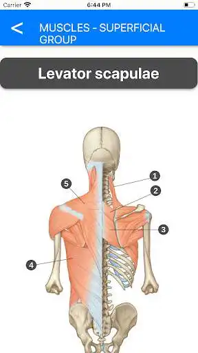 Play Anatomy Atlas for Students - Lite Version  and enjoy Anatomy Atlas for Students - Lite Version with UptoPlay