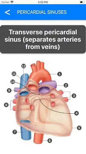 Play Anatomy Atlas for Students - Lite Version as an online game Anatomy Atlas for Students - Lite Version with UptoPlay
