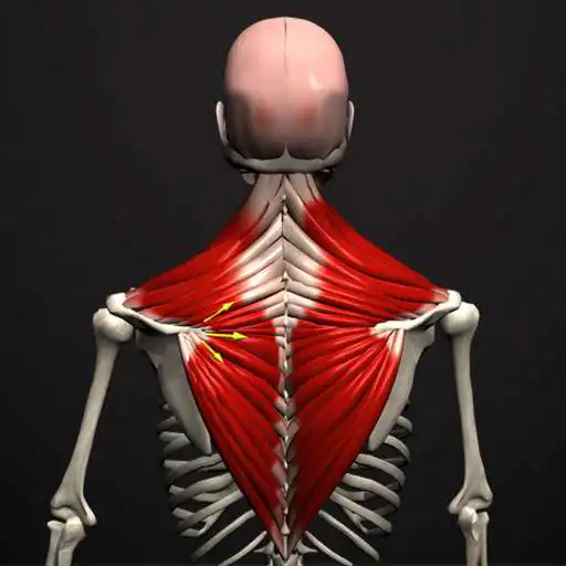 Play Anatomy by Muscle  Motion APK