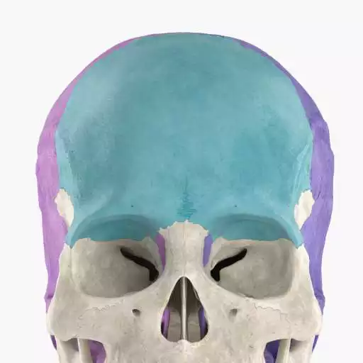 Play Anatomyka Skeleton APK