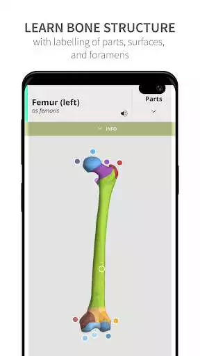 Play Anatomyka Skeleton  and enjoy Anatomyka Skeleton with UptoPlay