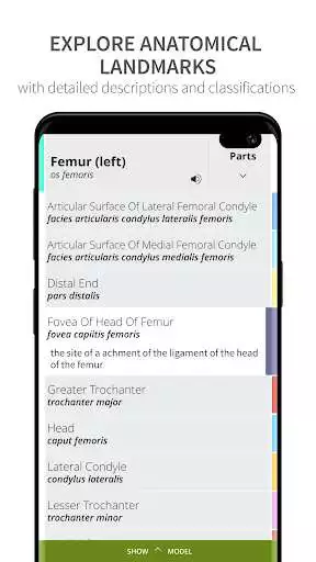 Play Anatomyka Skeleton as an online game Anatomyka Skeleton with UptoPlay