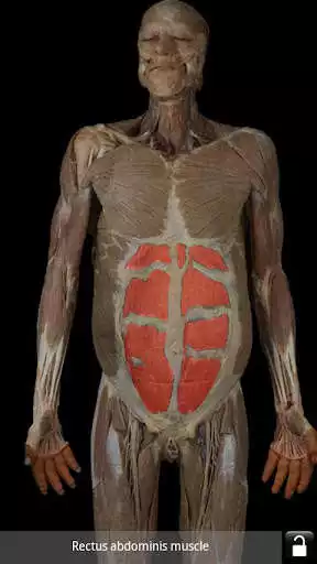 Play AnatomyLab  and enjoy AnatomyLab with UptoPlay