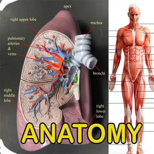 Play Anatomy Of Human Body APK Play Anatomy Of Human Body APK