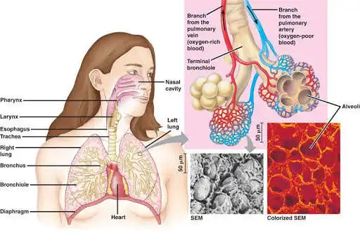 Play Anatomy Of Human Body  and enjoy Anatomy Of Human Body with UptoPlay