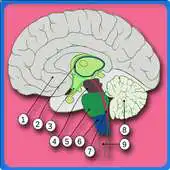 Free play online Anatomy Of The Human Brain APK Free play online Anatomy Of The Human Brain APK