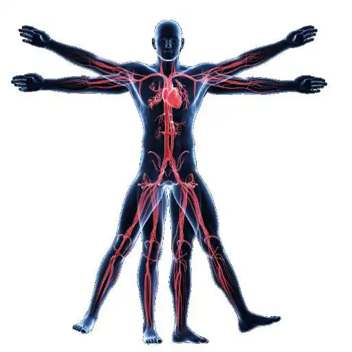 Play Anatomy & Physiology of The Human Body APK