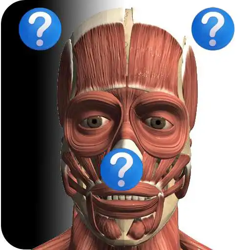 Free play online Anatomy Quiz Free APK