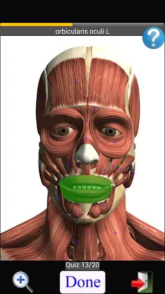 Play Anatomy Quiz Free