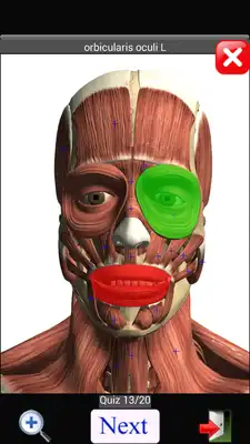 Play Anatomy Quiz Free