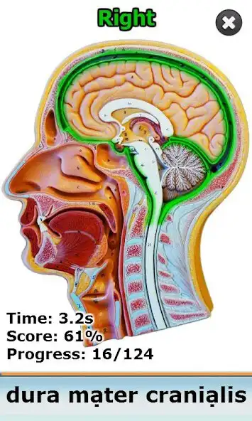 Play Anatomy Star - CNS (the Brain) as an online game online Anatomy Star - CNS (the Brain) with UptoPlay Play Anatomy Star - CNS (the Brain) as an online game Anatomy Star - CNS (the Brain) with UptoPlay