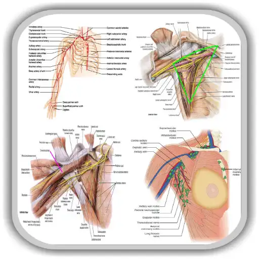 Play Anatomy Upper Limb and Thorax of The Human Body APK