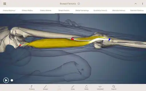 Play AnatomyU as an online game online AnatomyU with UptoPlay com.yamuna.anatomyu Play AnatomyU as an online game AnatomyU with UptoPlay