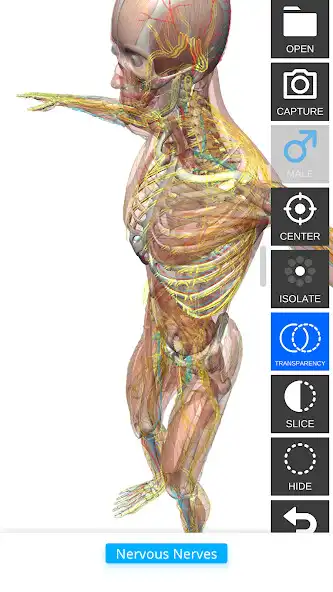 Play Anatomy View  and enjoy Anatomy View with UptoPlay