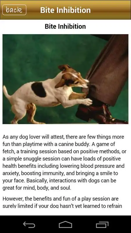 Play Andrea Ardens DogFun Quizzes