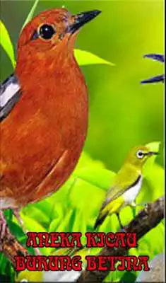 Play Aneka Kicau Burung Betina