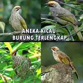Free play online Aneka Kicau Burung Terlengkap APK Free play online Aneka Kicau Burung Terlengkap APK
