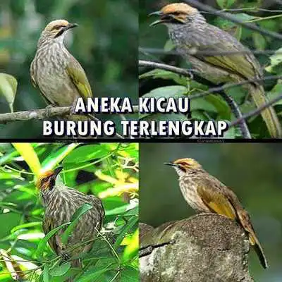 Play Aneka Kicau Burung Terlengkap