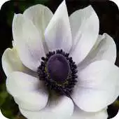 Free play online Anemone Wallpapers APK