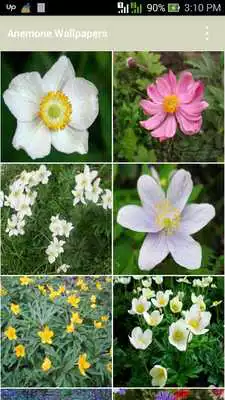 Play Anemone Wallpapers Play Anemone Wallpapers