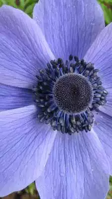 Play Anemone Wallpapers Play Anemone Wallpapers