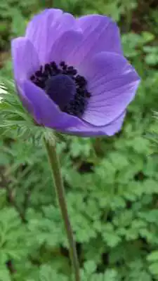 Play Anemone Wallpapers Play Anemone Wallpapers