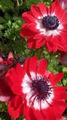 Play Anemone Wallpapers Play Anemone Wallpapers