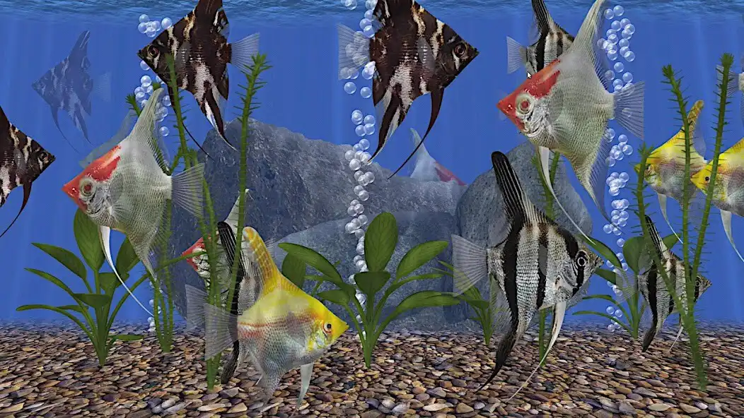 Play Angel Fish Aquarium TV Live as an online game Angel Fish Aquarium TV Live with UptoPlay