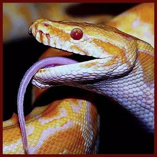 Free play online Angry Anaconda Attack Sim 3D  APK