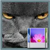 Free play online Angry Cat Wallpaper APK Free play online Angry Cat Wallpaper APK