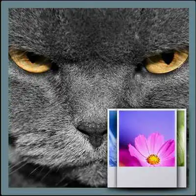 Play Angry Cat Wallpaper