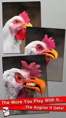 Play Angry Chicken Free!