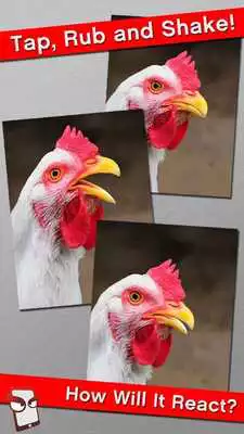 Play Angry Chicken Free!