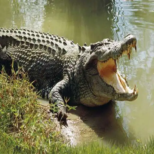 Play Angry Crocodile Attack APK
