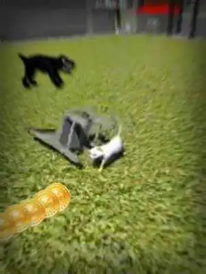 Play Angry Dog vs Cats