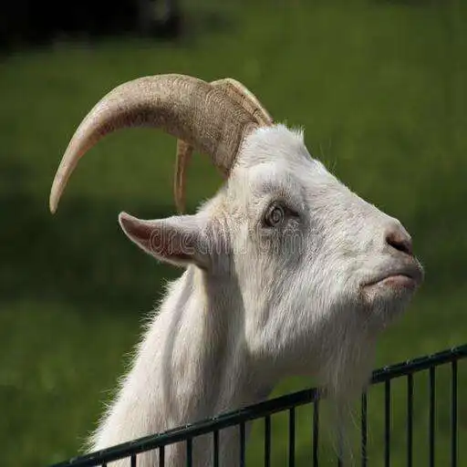 Play Angry Goat Simulator Revenge: Crazy Goat Madness APK