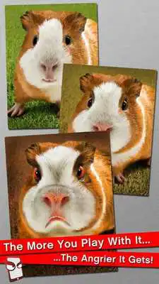 Play Angry Guinea Pig Free!