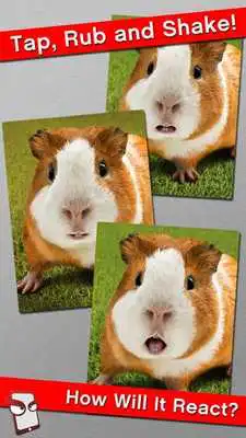 Play Angry Guinea Pig Free!