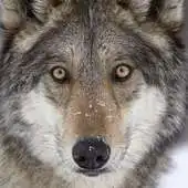 Free play online Angry Killer Wolf 3d Simulator APK