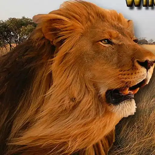 Play Angry Lion Wild Simulator APK
