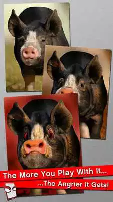 Play Angry Pig Free!